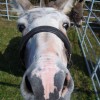 donkey's head